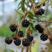 blackberry-oregon-thornless-002.jpg