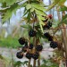 blackberry-oregon-thornless-003.jpg