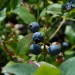 blueberry-bluecrop-001.jpg
