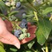 blueberry-bluecrop-004.jpg