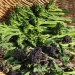 broccoli-spring-sprouting-mix-001.jpg