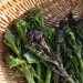broccoli-spring-sprouting-mix-003.jpg