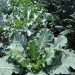 broccoli-sprouting-001.jpg