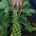 brussels-sprouts-green-001.jpg