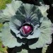 cabbage-red-001.jpg