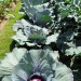 cabbage-red-002.jpg