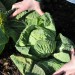 cabbage-savoy-001.jpg
