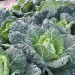 cabbage-savoy-003.jpg