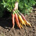 carrot-cosmic-collection-002.jpg