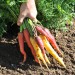 carrot-cosmic-collection-003.jpg