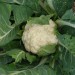 cauliflower-snowball-001.jpg
