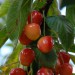 cherry-napoleon-002.jpg