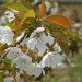 cherry-napoleon-flower-002.jpg