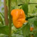 chilli-pepper-7-pot-brain-strain-yellow-004.jpg