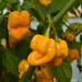chilli-pepper-7-pot-brain-strain-yellow-006.jpg