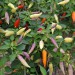 chilli-pepper-aji-omnicolor-001.jpg