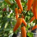 chilli-pepper-bulgarian-carrot-001.jpg