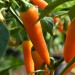 chilli-pepper-bulgarian-carrot-002.jpg