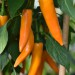 chilli-pepper-bulgarian-carrot-004.jpg