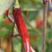 chilli-pepper-cayenne-purple-004.jpg