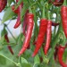 chilli-pepper-cayenne-red-001.jpg