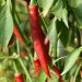 chilli-pepper-cayenne-red-004.jpg