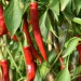 chilli-pepper-cayenne-red-005.jpg