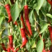 chilli-pepper-cayenne-red-006.jpg