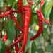 chilli-pepper-cayenne-sweet-002.jpg