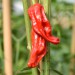 chilli-pepper-cozumel-002.jpg