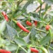 chilli-pepper-demon-red-003.jpg