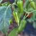 chilli-pepper-fish-004.jpg