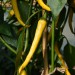 chilli-pepper-golden-cayenne-002.jpg