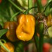 chilli-pepper-habanero-mustard-001.jpg