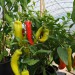 chilli-pepper-hungarian-hot-wax-003.jpg