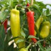 chilli-pepper-hungarian-hot-wax-004.jpg
