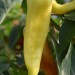 chilli-pepper-hungarian-yellow-wax-001.jpg