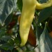 chilli-pepper-hungarian-yellow-wax-003.jpg