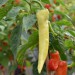 chilli-pepper-hungarian-yellow-wax-005.jpg