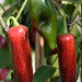 chilli-pepper-jalapeno-fooled-you-004.jpg