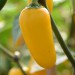 chilli-pepper-jalapeno-numex-lemon-spice-002.jpg