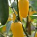 chilli-pepper-jalapeno-numex-lemon-spice-003.jpg