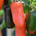 chilli-pepper-jalapeno-numex-orange-spice-001.jpg