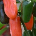 chilli-pepper-jalapeno-numex-orange-spice-002.jpg