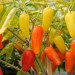 chilli-pepper-jalapeno-numex-pinata-002.jpg