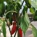 chilli-pepper-jalapeno-numex-primavera-001.jpg
