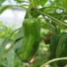chilli-pepper-jalapeno-numex-primavera-002.jpg