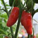 chilli-pepper-jalapeno-numex-primavera-003.jpg