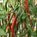 chilli-pepper-joes-long-cayenne-005.jpg