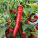 chilli-pepper-numex-las-cruces-cayenne-002.jpg
